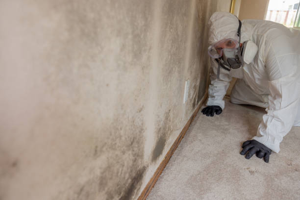 Best Basement Mold Removal  in Melody Hill, IN